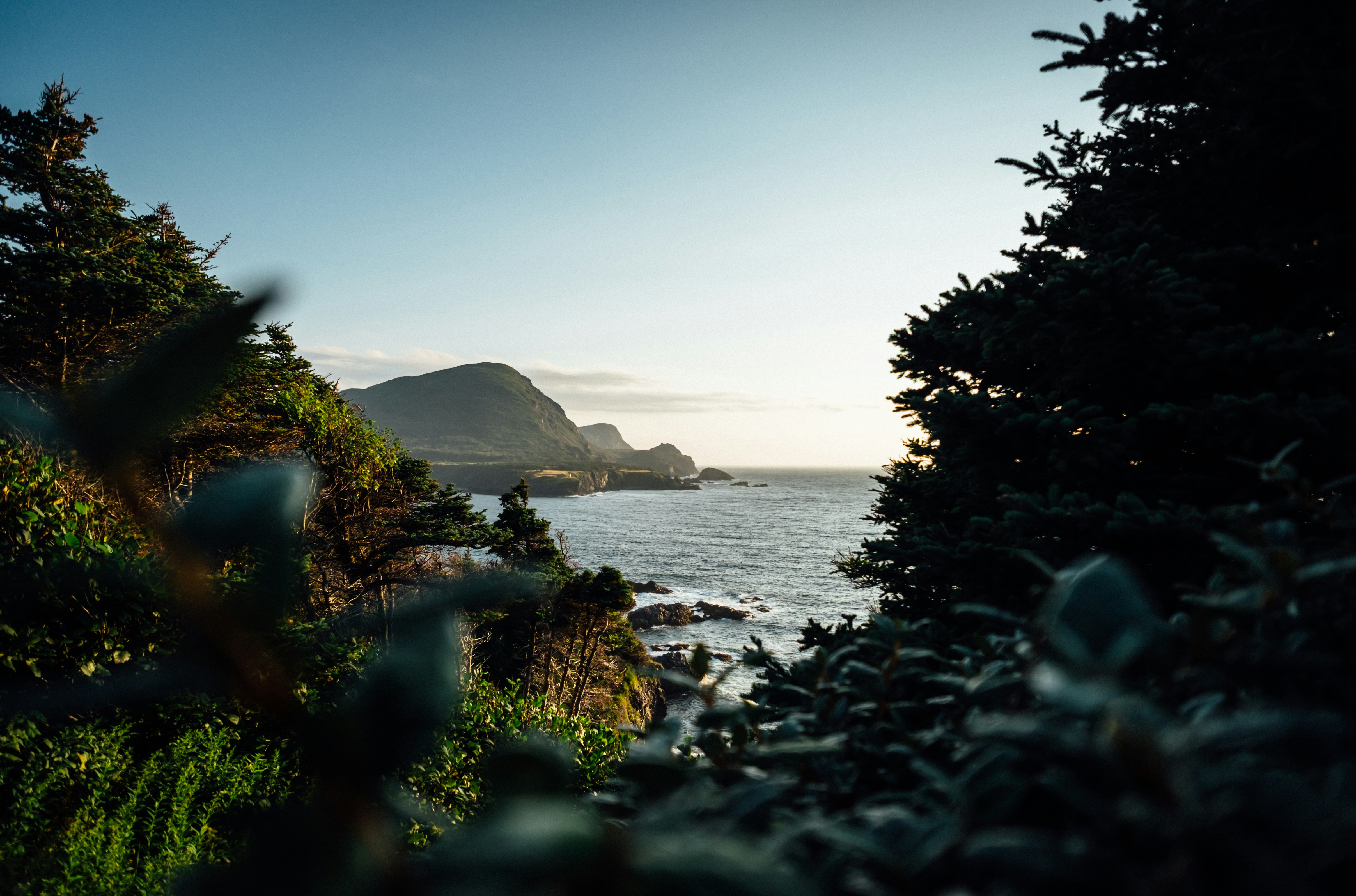 view of ocean from forest during day time